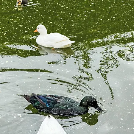 Helmreich-1 By Interhome Sankt Gallenkirch